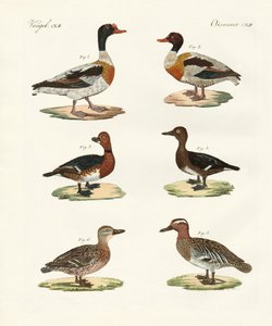 Vackra ankor (färgad gravyr) av German School