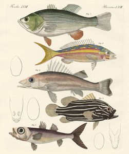 Vacker fisk (färgad gravyr) av German School