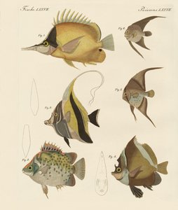 Vacker fisk (färgad gravyr) av German School