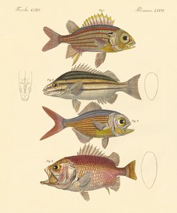 Vacker havsabborreliknande fisk (färgad gravyr) av German School