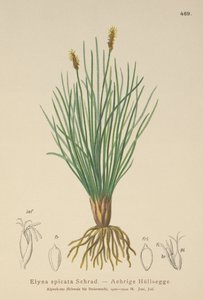 Bellardis myrstarr (Kobresia myosuroides, Elyna myosuroides, Kobresia bellardii, Elyna bellardii, Elyna scirpina, Elyna spicata) av German School