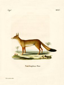 Bengal Fox (färgad gravyr) av German School
