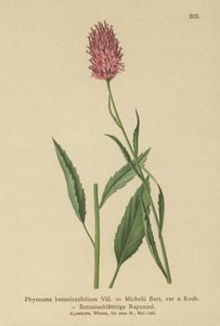 Betonybladig Rampion (Phyteuma betonicaefolium) av German School