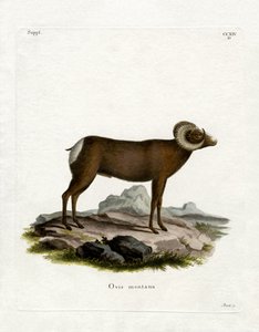 Bighorn Sheep (färgad gravyr) av German School
