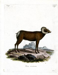 Bighorn Sheep (färgad gravyr) av German School