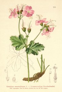 Bigroot Pelargon (Geranium macrorrhizum) av German School