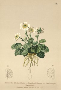 Smörblomma (Ranunculus bilobus, Ranunculus Bertolonii) av German School