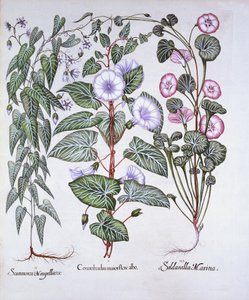 Bindweed, Dogs Bane och Sea Bindweed, från Hortus Eystettensis, av Basil Besler (1561-1629), pub. 1613 (handfärgad gravyr) av German School