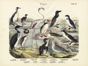 Fåglar, c.1860 av German School
