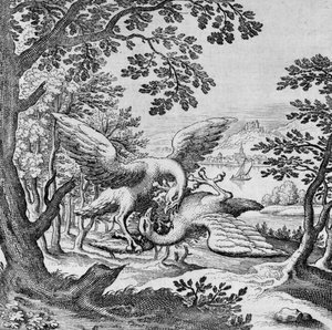 Fåglar som slåss från Musaeum Hermeticum av German School