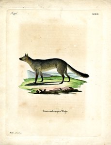 Svartryggad sjakal (färgad gravyr) av German School