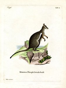 Black-footed Rock-wallaby (färgad gravyr) av German School