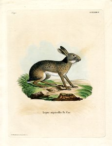 Svartnackad hare (färgad gravyr) av German School