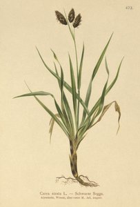 Svart alptagg (Carex atrata) av German School