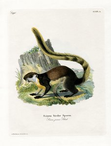Svart jätteekorre (färgad gravyr) av German School
