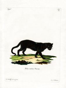 Svart leopard (färgad gravyr) av German School
