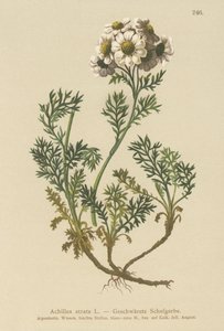 Svart rölleka (Achillea atrata) av German School
