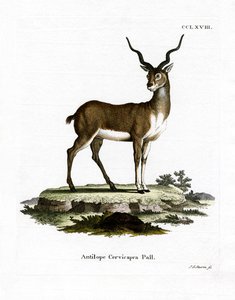 Blackbuck (färgad gravyr) av German School