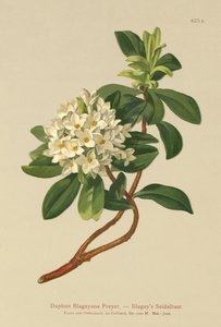 Blagays Daphne (Daphne Blagayana Freyer) av German School