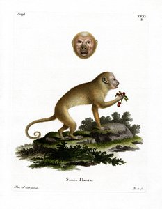 Blond Capuchin (färgad gravyr) av German School