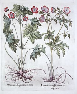 Bloody Cranesbill and Bigroot Cranesbill, från Hortus Eystettensis, av Basil Besler (1561-1629), pub. 1613 (handfärgad gravyr) av German School