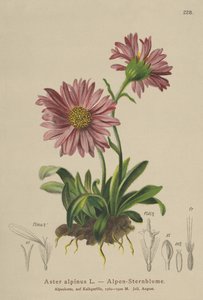 Blue Alpine Daisy (Aster alpinus) av German School