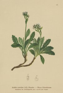 Blå väggkrasse (Arabis caerulea, Arabis coerulea) av German School