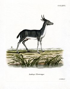 Bohor Reedbuck (färgad gravyr) av German School