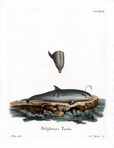Flasknosad delfin (färgad gravyr) av German School