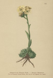 Brauns höna och kycklingar (Sempervivum Braunii) av German School