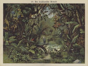 Brasiliansk regnskog (färg litho) av German School
