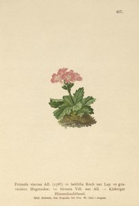 Broadleaf Primrose (Primula viscosa, Primula latifolia, Primula hirsuta) av German School