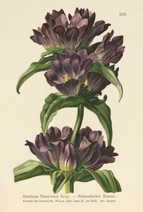 Brun gentiana (Gentiana Pannonica) av German School