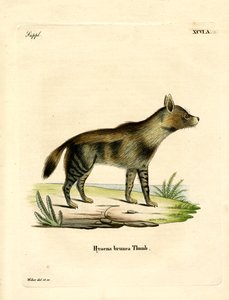 Brun hyena (färgad gravyr) av German School