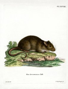 Brun råtta (färgad gravyr) av German School