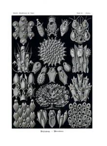 Bryozoa, 1899-1904 av German School