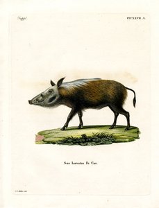 Bushpig (färgad gravyr) av German School