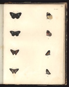 Butterflies, Pl. XXIV, illustration från Compendium of observation of zoology and comparative anatomy, gjord i Atlanten, i det inre av den nya kontinenten och i Sydhavet under en av German School