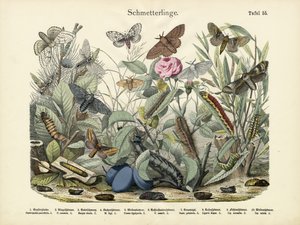 Fjärilar, ca 1860 av German School