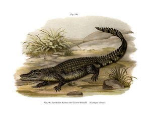 Caiman (färg litho) av German School