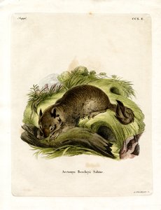 California Ground Squirrel (färgad gravyr) av German School