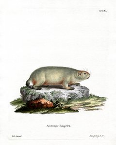 Kanadensisk murmeldjur (färgad gravyr) av German School