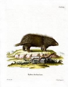Kanadensisk porcupine (färgad gravyr) av German School