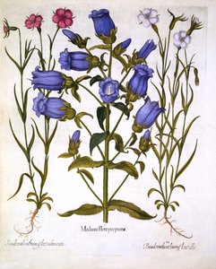 Canterbury Bells, and Corn Cockles, från Hortus Eystettensis, av Basil Besler (1561-1629), pub. 1613 (handfärgad gravyr) av German School