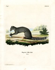 Cape Grey Mongoose (färgad gravyr) av German School
