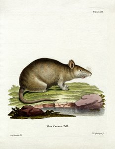 Caraco (färgad gravyr) av German School