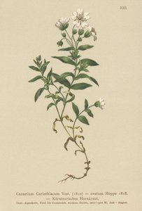 Kärntens musöra (Cerastium Carinthiacum, Cerastium ovatum) av German School