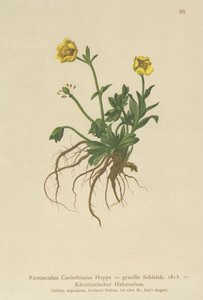 Kärntens smörblomma (Ranunculus Carinthiacus, Ranunculus gracilis) av German School
