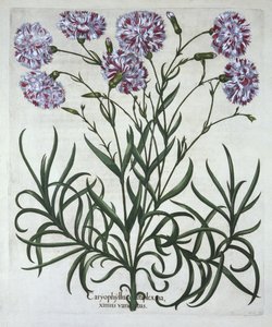 Nejlika, från Hortus Eystettensis, av Basil Besler (1561-1629), pub. 1613 (handfärgad gravyr) av German School
