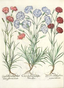 Nejlikor: 1.Caryophyllus med flera vita blommor; 2.Caryophyllus en flerfaldig, spetsig blomma inkarnerad; 3.Caryophyllus flera blommor av rödlila, från Eystettensis trädgård av Basil Besler av German School